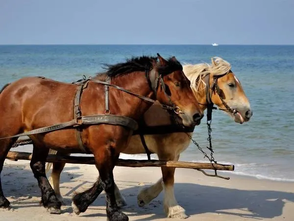 Slowicze Gniazdo Kopalino